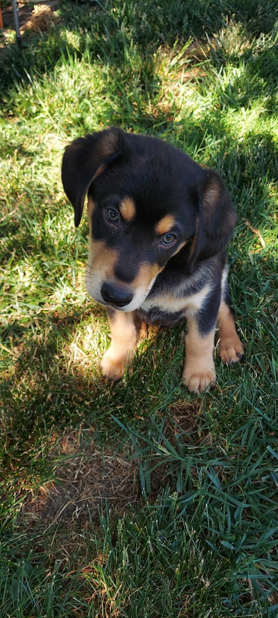 Jenga, a Adoptable mixed breed in Crystal Lake, IL image 4/6