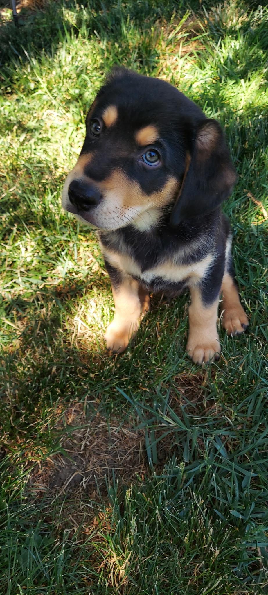 Jenga, a Adoptable mixed breed in Crystal Lake, IL image 2/6