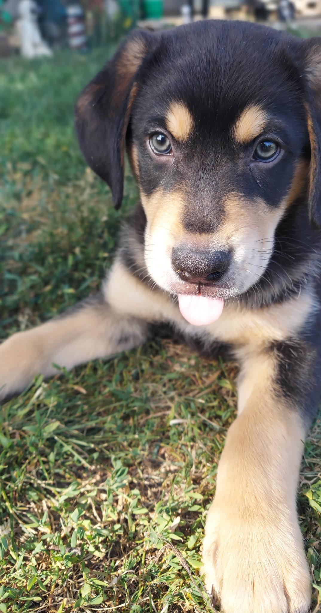Jenga, a Adoptable mixed breed in Crystal Lake, IL image 3/6
