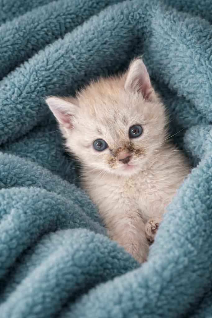 Marie, Adoptable, Kitten Female Siamese.