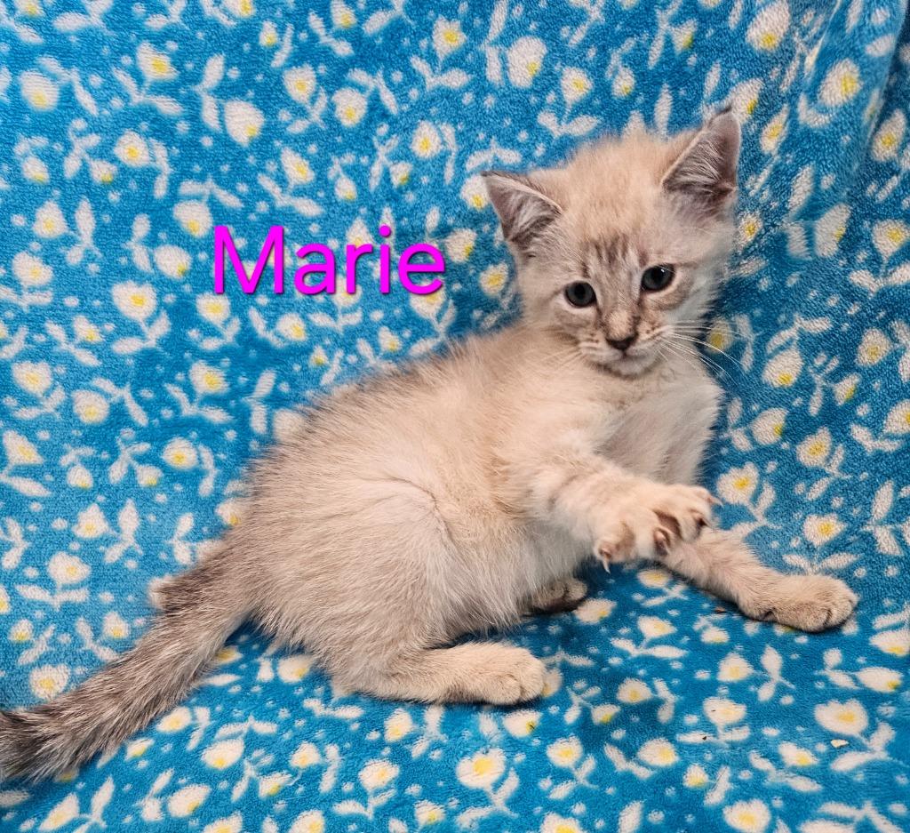 Enlarge Marie, a Adoptable Siamese in Johnson City, TN image 3/4