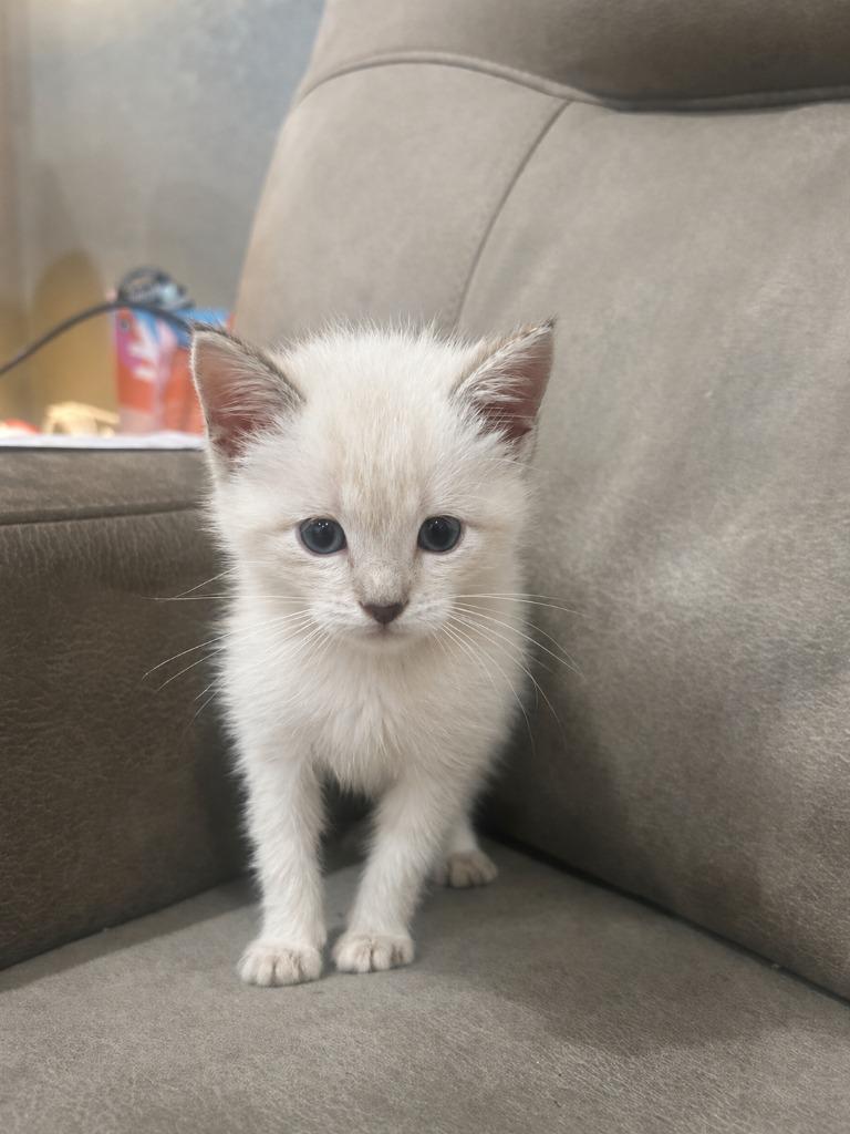 Enlarge Marie, a Adoptable Siamese in Johnson City, TN image 4/4