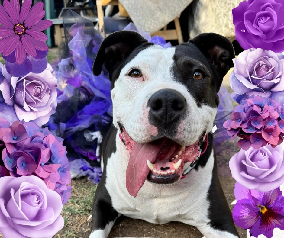 Enlarge Olive, a Adoptable Pit Bull Terrier in Los Angeles, CA image 2/6