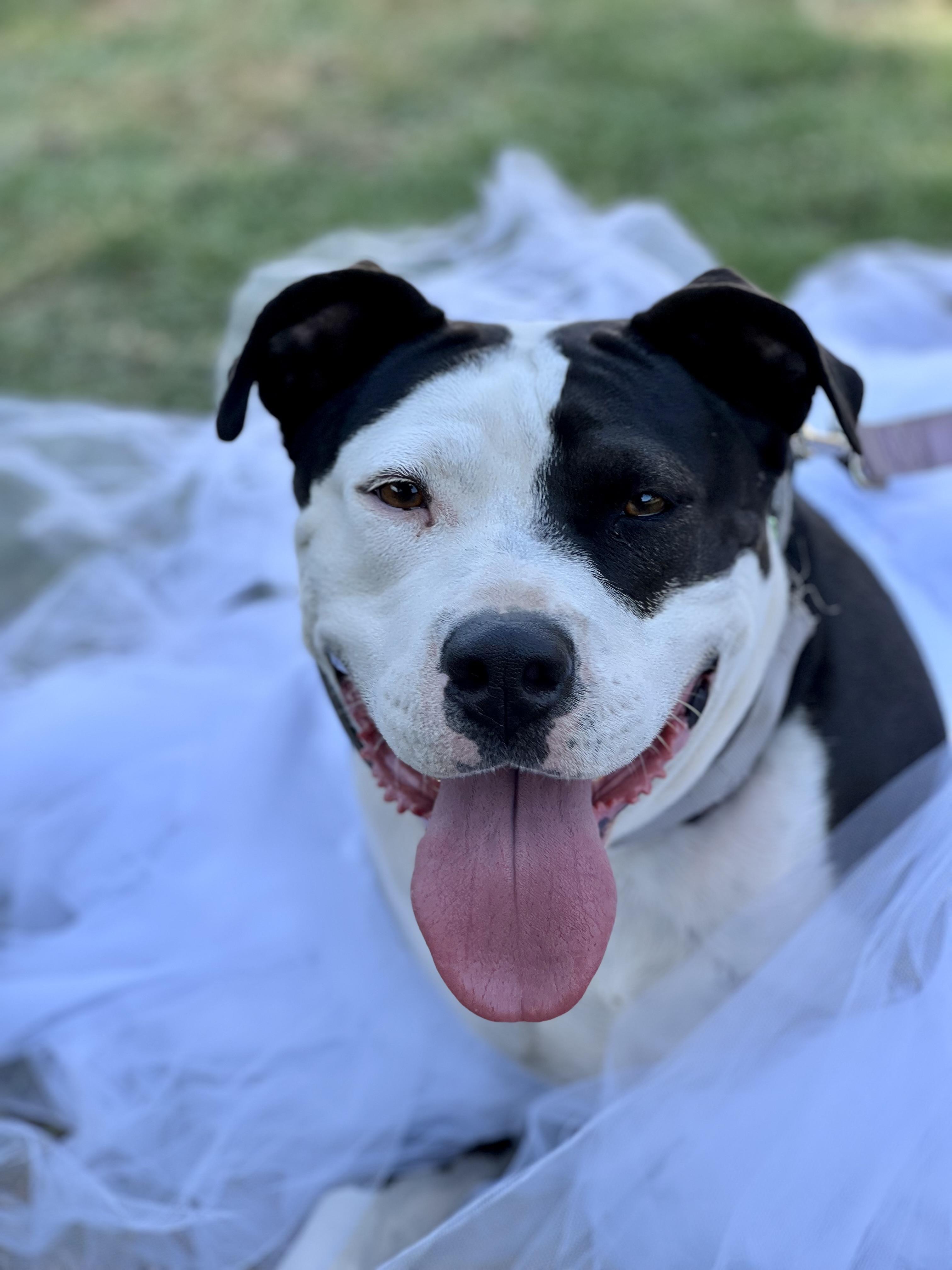 Olive, Adoptable, Adult Female Pit Bull Terrier.