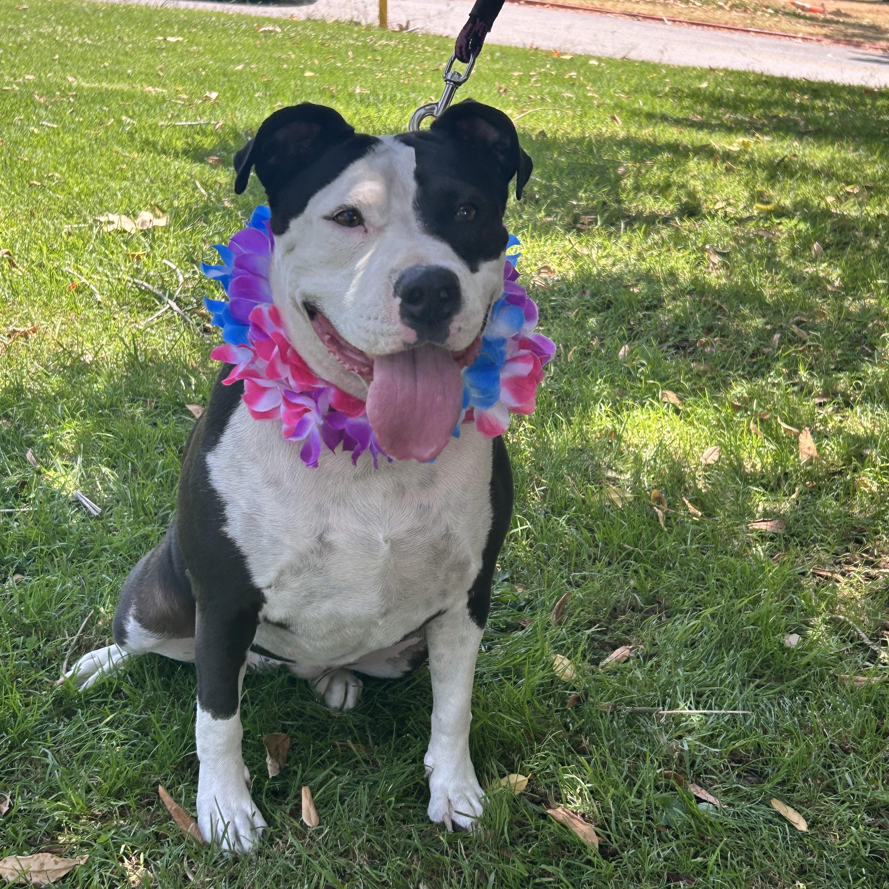 Enlarge Olive, a Adoptable Pit Bull Terrier in Los Angeles, CA image 3/6