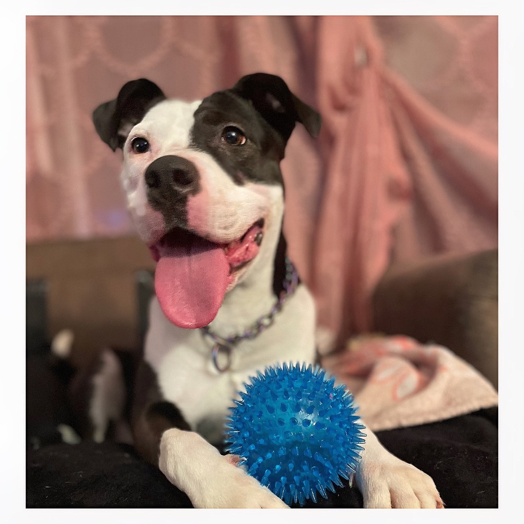 Olive — thumbnail 5