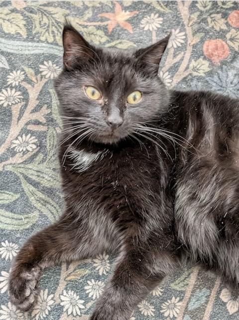 Asia, ADOPTABLE, Young Male Domestic Short Hair.