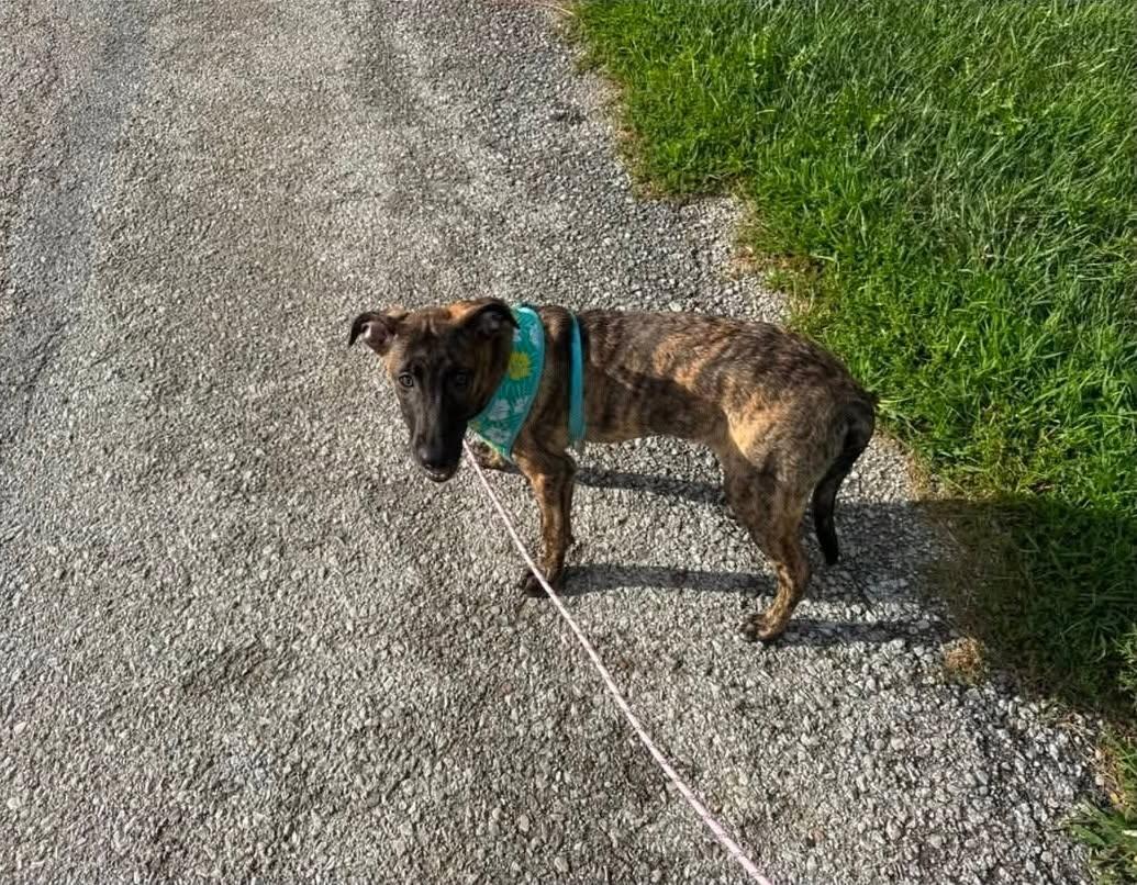 Sam, Adoptable, Puppy Male Mixed Breed.
