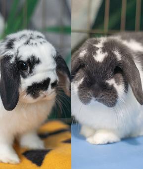 Milli & Vanilli (Bonded Pair), Adopted, Young Male Holland Lop.