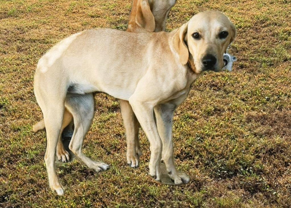 Goldie, Adoptable, Young Female Labrador Retriever.