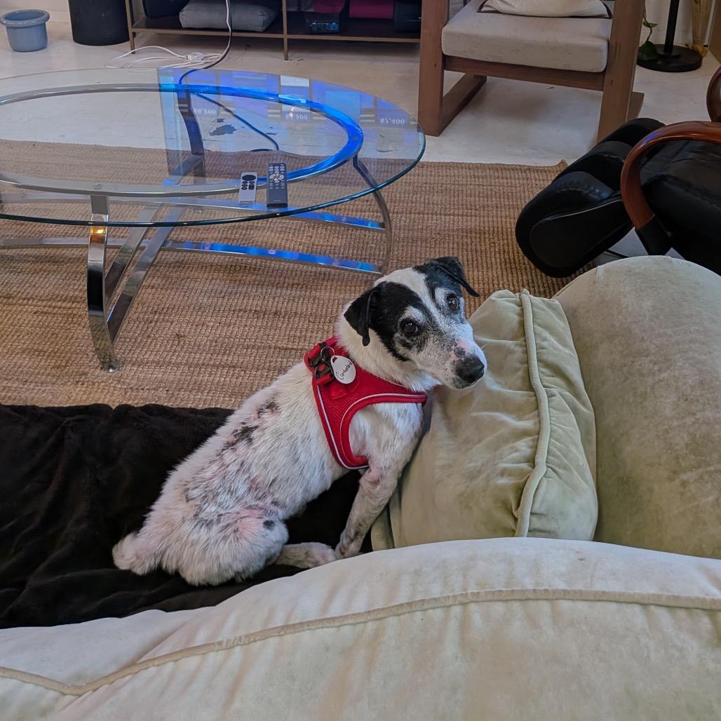 Cumberland 14049, Adoptable, Senior Male Jack Russell Terrier.