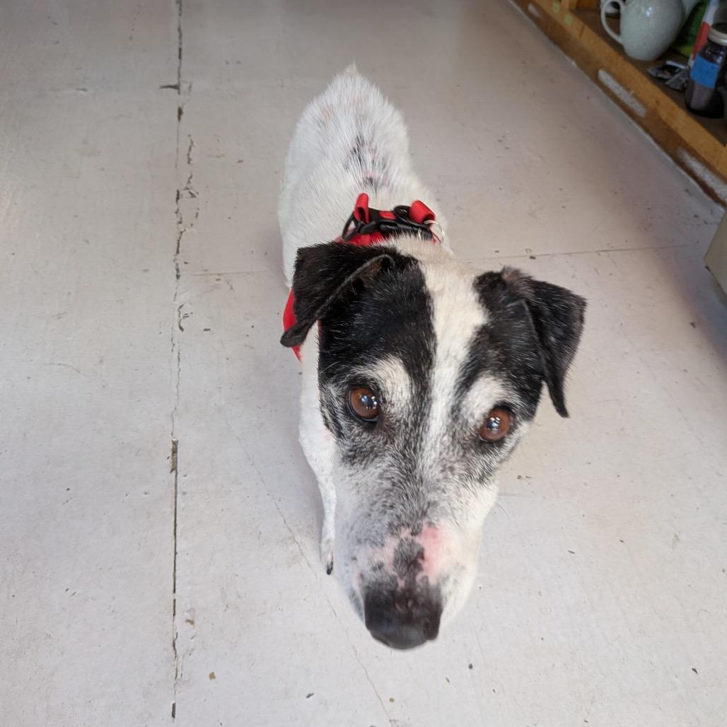 Enlarge Cumberland 14049, a Adoptable Jack Russell Terrier in San Francisco, CA image 2/6