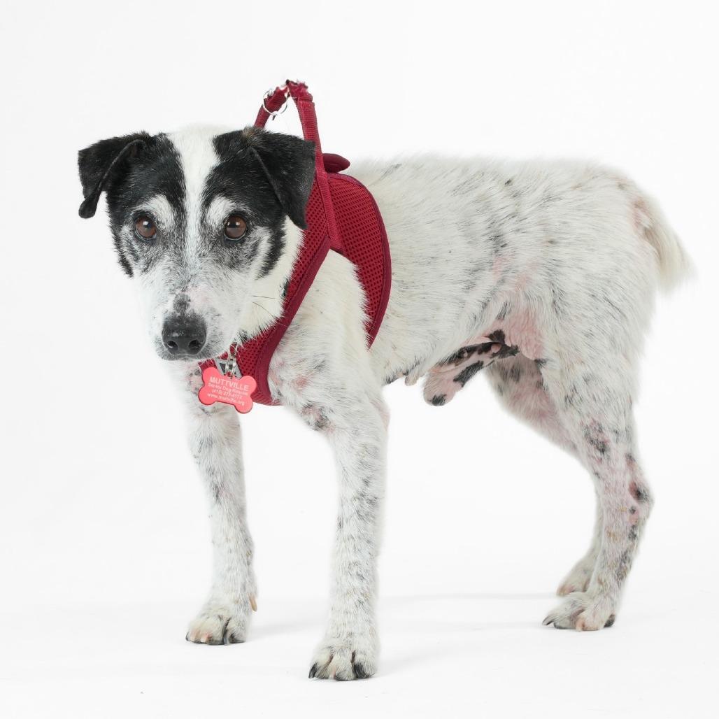 Enlarge Cumberland 14049, a Adoptable Jack Russell Terrier in San Francisco, CA image 3/6