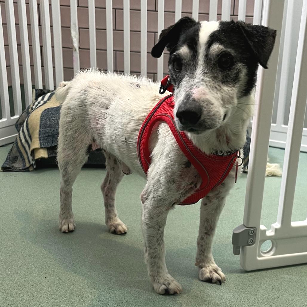 Enlarge Cumberland 14049, a Adoptable Jack Russell Terrier in San Francisco, CA image 4/6