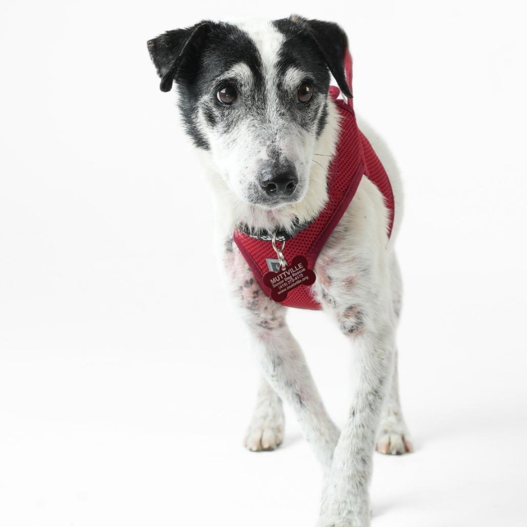 Enlarge Cumberland 14049, a Adoptable Jack Russell Terrier in San Francisco, CA image 5/6