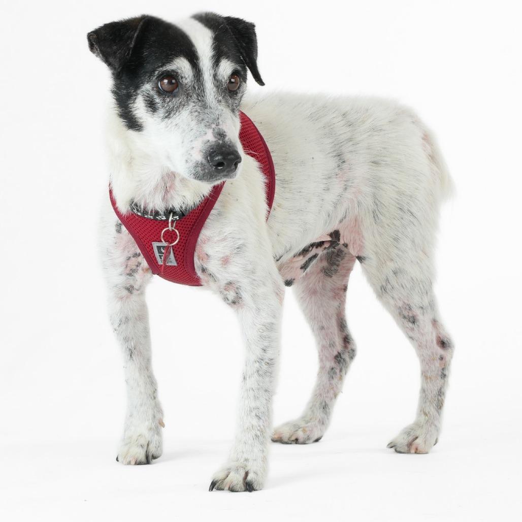 Enlarge Cumberland 14049, a Adoptable Jack Russell Terrier in San Francisco, CA image 6/6