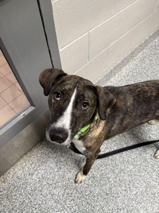 Enlarge Jojo, a ADOPTABLE Mixed Breed in Jackson, MI image 5/5