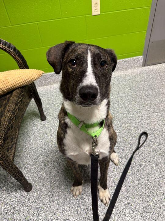 Enlarge Jojo, a ADOPTABLE Mixed Breed in Jackson, MI image 1/5