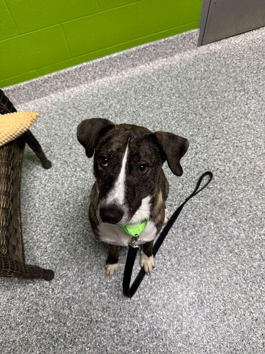 Enlarge Jojo, a ADOPTABLE Mixed Breed in Jackson, MI image 4/5