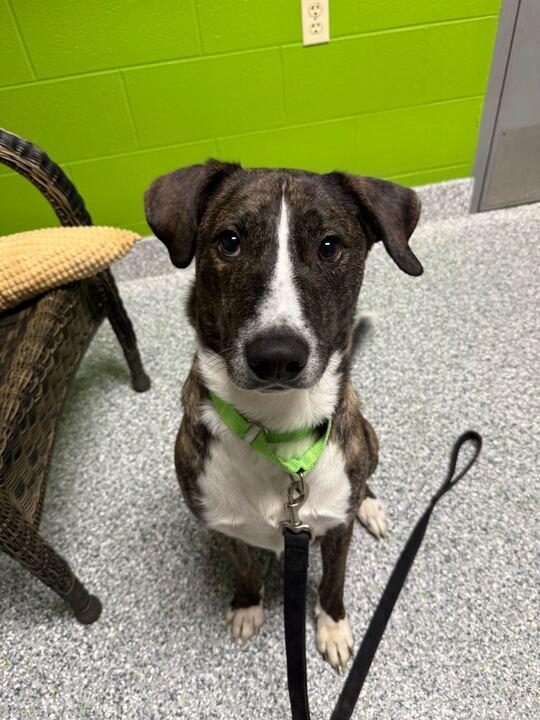 Enlarge Jojo, a ADOPTABLE Mixed Breed in Jackson, MI image 3/5