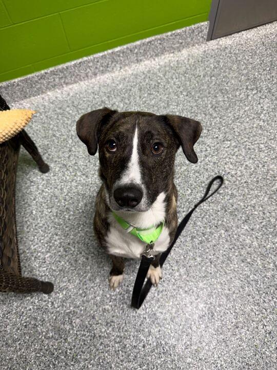 Enlarge Jojo, a ADOPTABLE Mixed Breed in Jackson, MI image 2/5