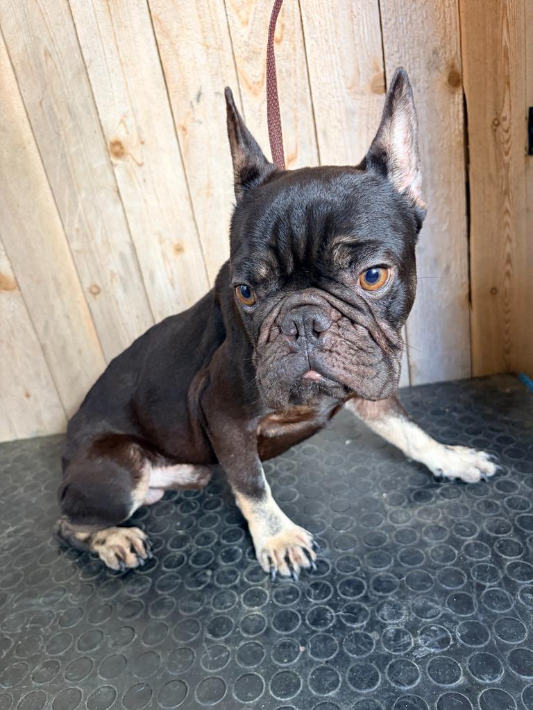 Dino, Adoptable, Young Male French Bulldog.