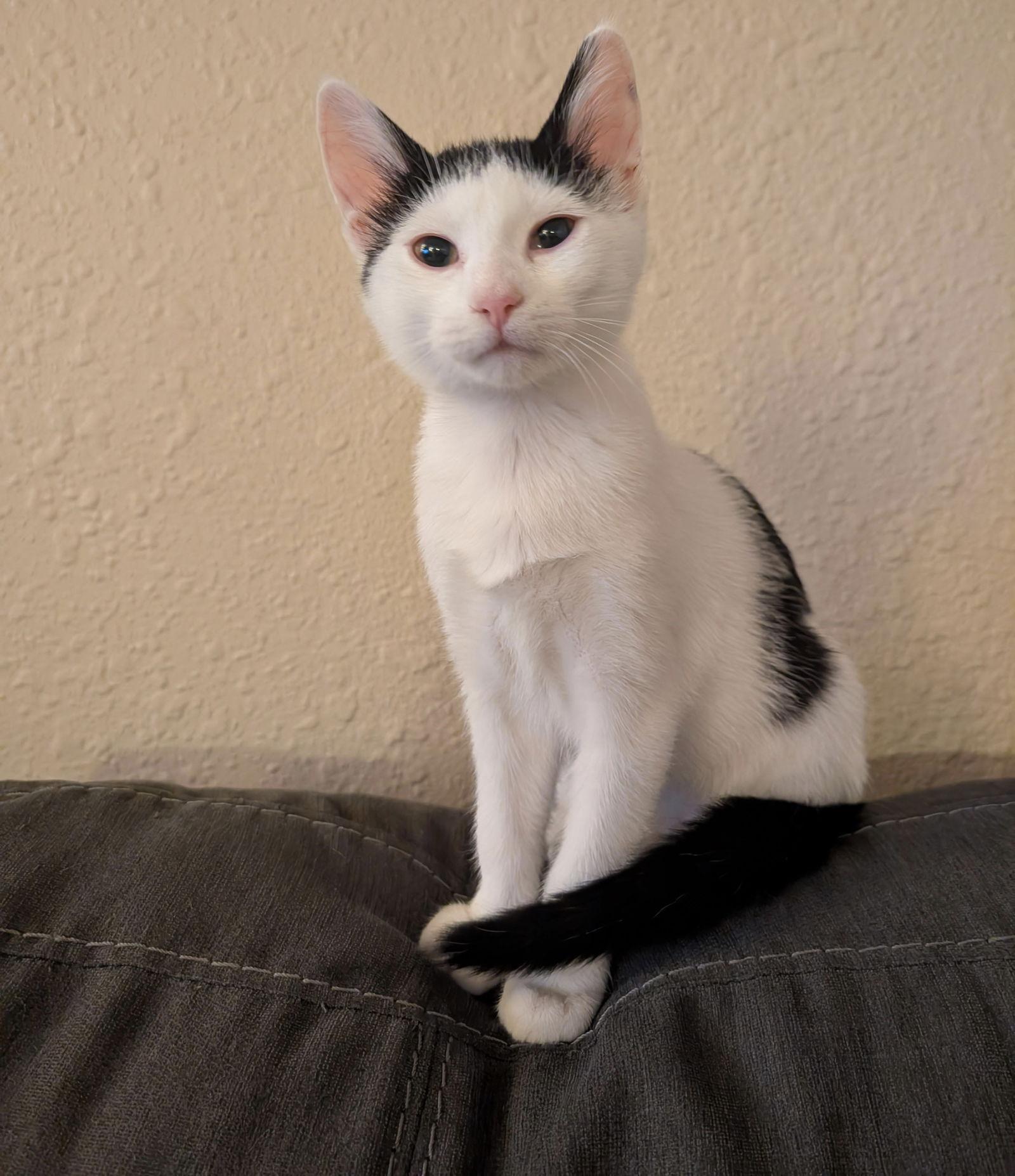 Billie, a Adoptable Domestic Short Hair in Princeton, MN image 1/3