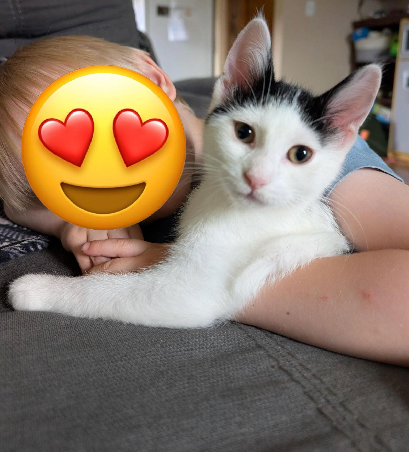 Billie, a Adoptable Domestic Short Hair in Princeton, MN image 2/3