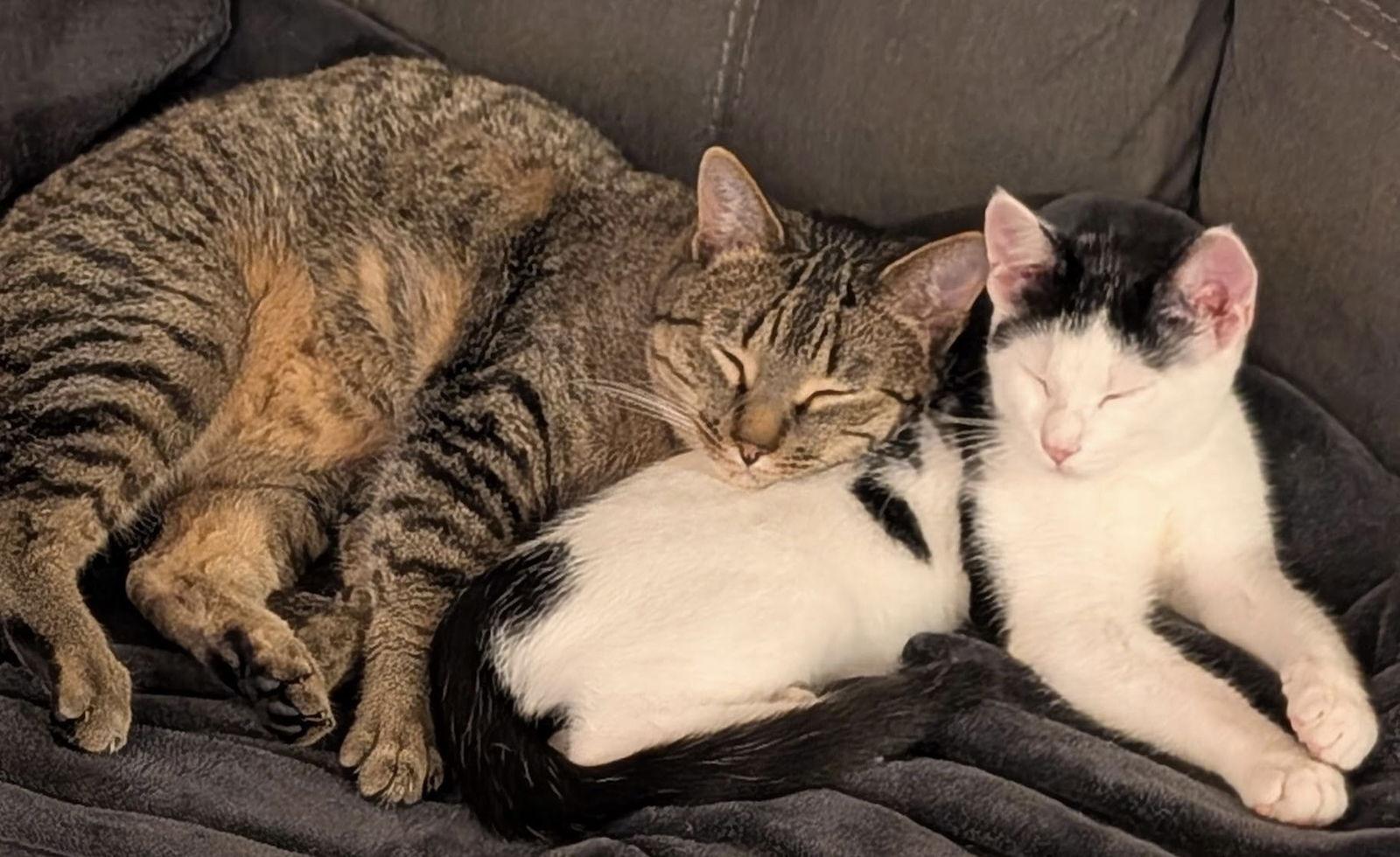 Billie, a Adoptable Domestic Short Hair in Princeton, MN image 3/3