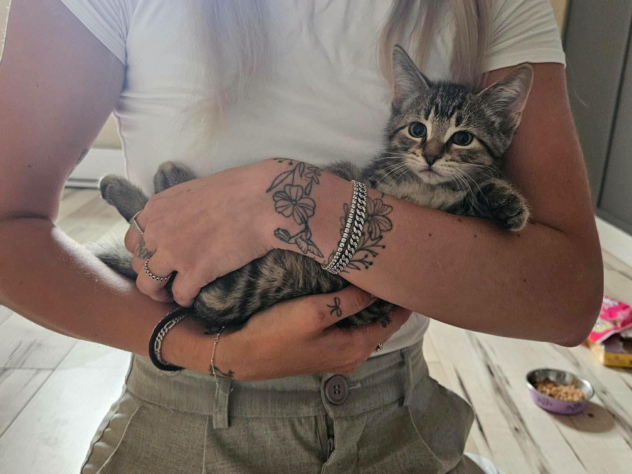 Whiskey, Adopted, Young Male Domestic Short Hair.
