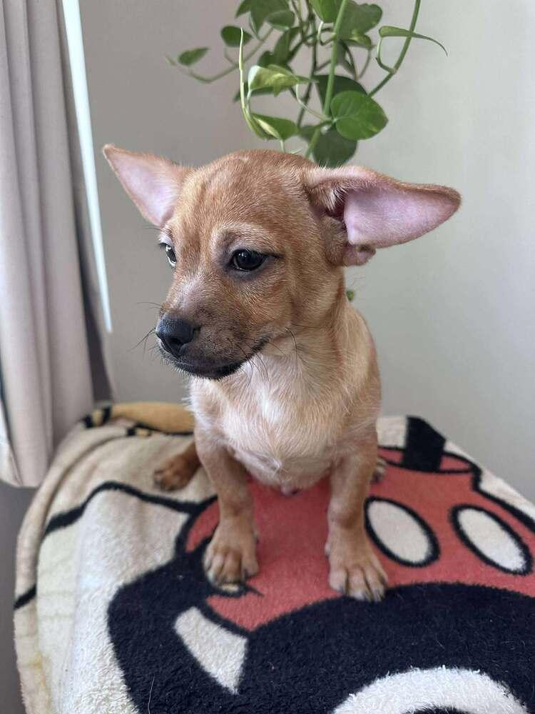 Enlarge Ambrose, a Adoptable mixed breed in Mission Viejo, CA image 2/3
