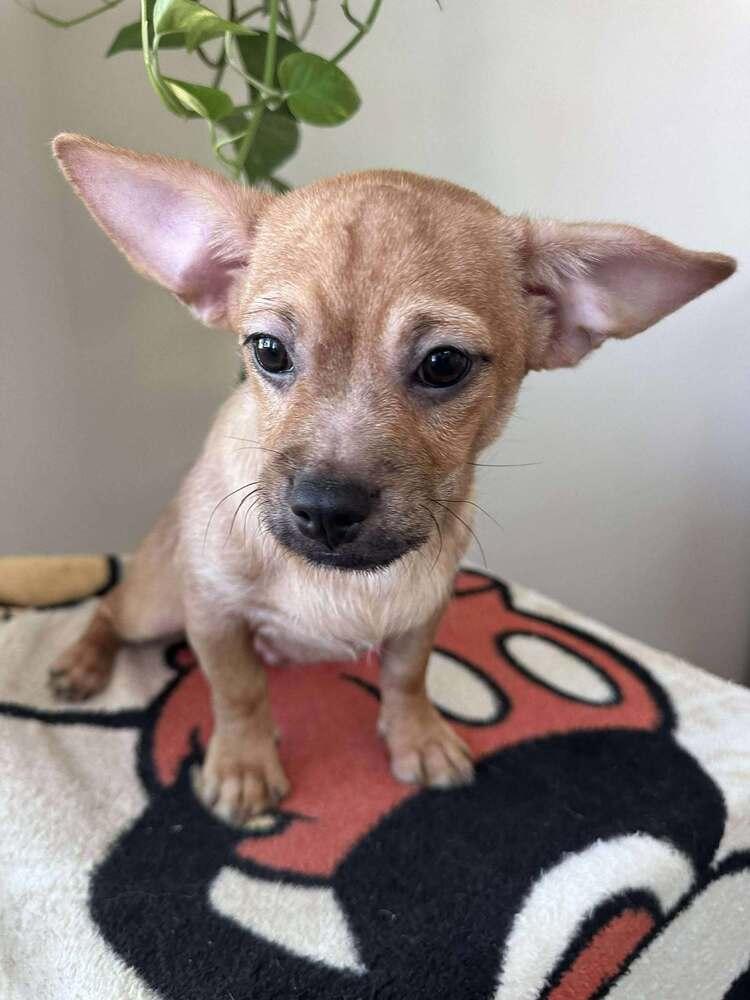 Enlarge Ambrose, a Adoptable mixed breed in Mission Viejo, CA image 3/3