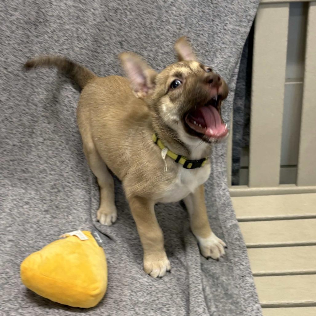 Hera, Adoptable, Young Female German Shepherd Dog & Mixed Breed.