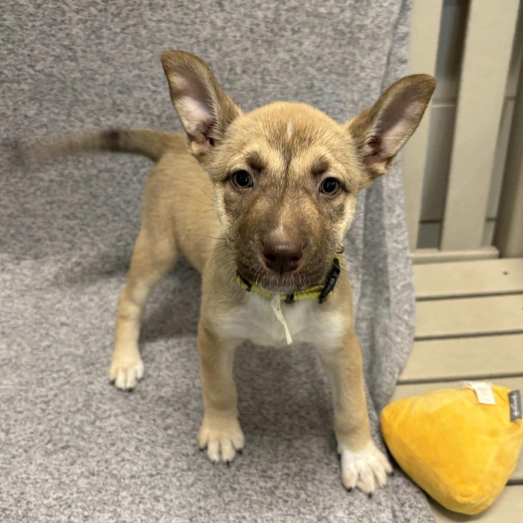 Enlarge Hera, a Adoptable mixed breed in Beaumont, TX image 2/5