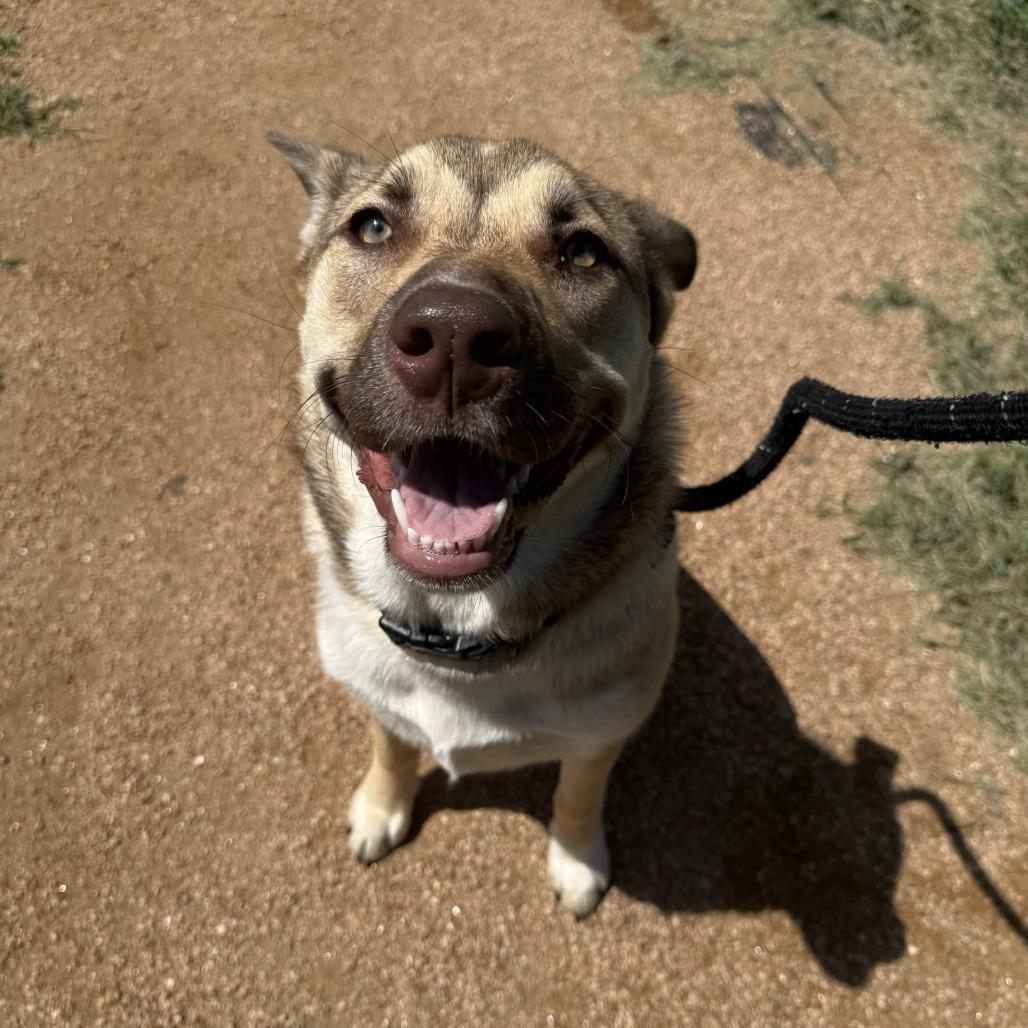 Enlarge Hera, a Adoptable mixed breed in Beaumont, TX image 3/5