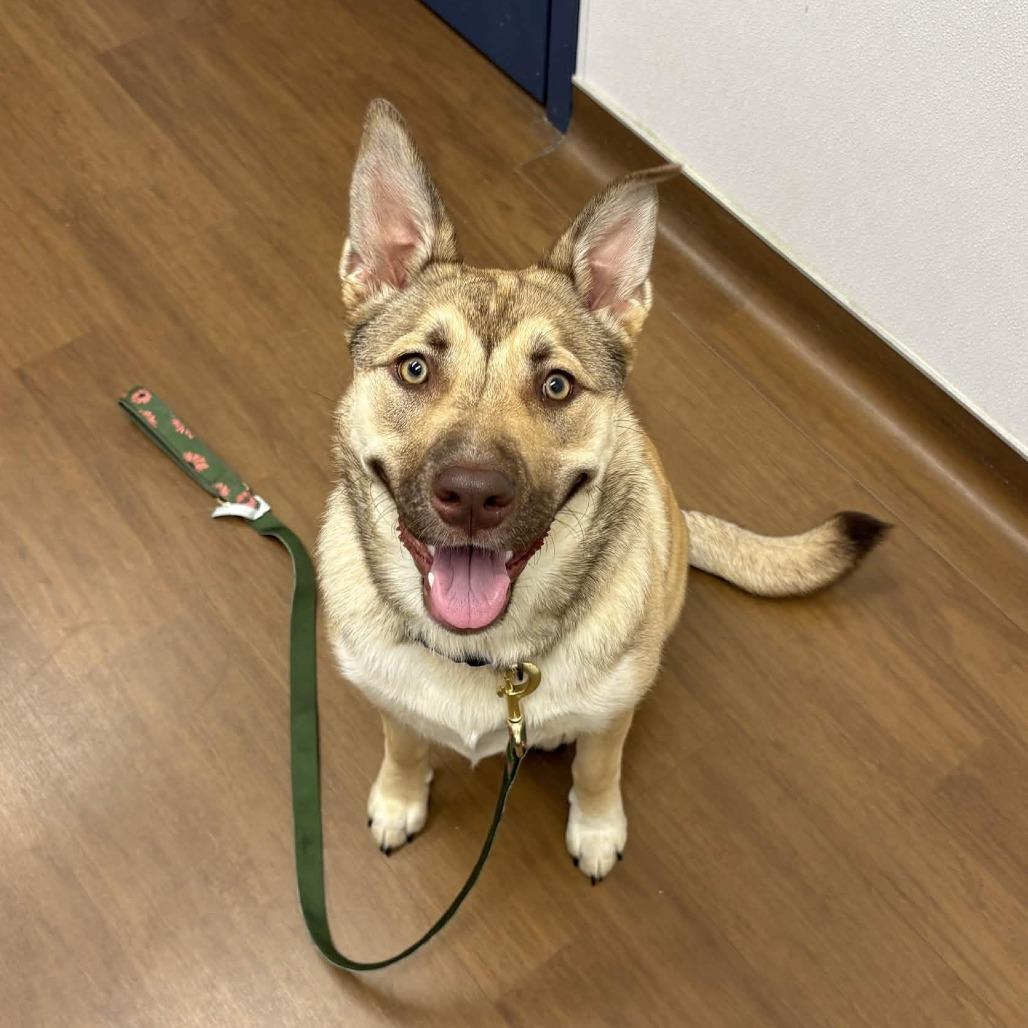 Enlarge Hera, a Adoptable mixed breed in Beaumont, TX image 4/5