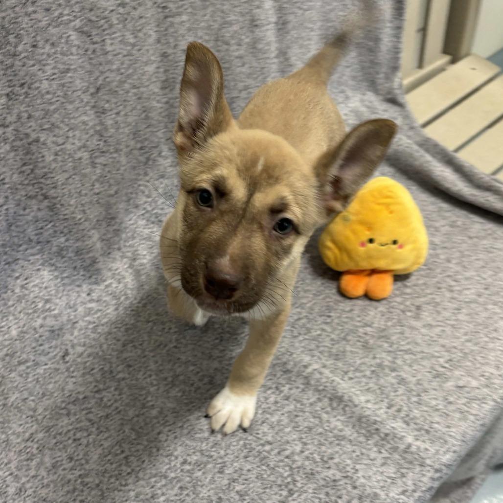 Enlarge Hera, a Adoptable mixed breed in Beaumont, TX image 5/5