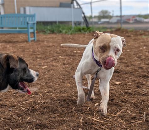ZEUS, Adoptable, Adult Male Pit Bull Terrier & Mixed Breed.