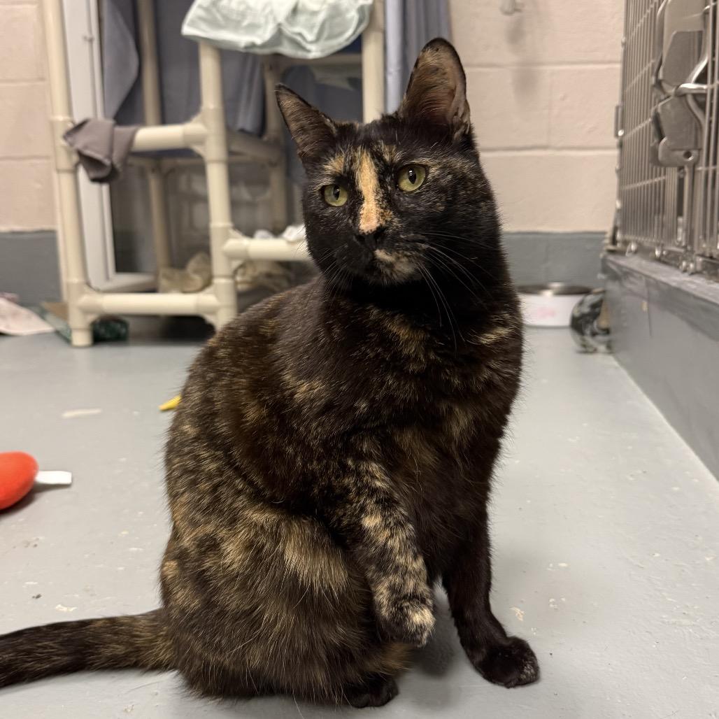 Contour, Adoptable, Adult Female Domestic Short Hair.