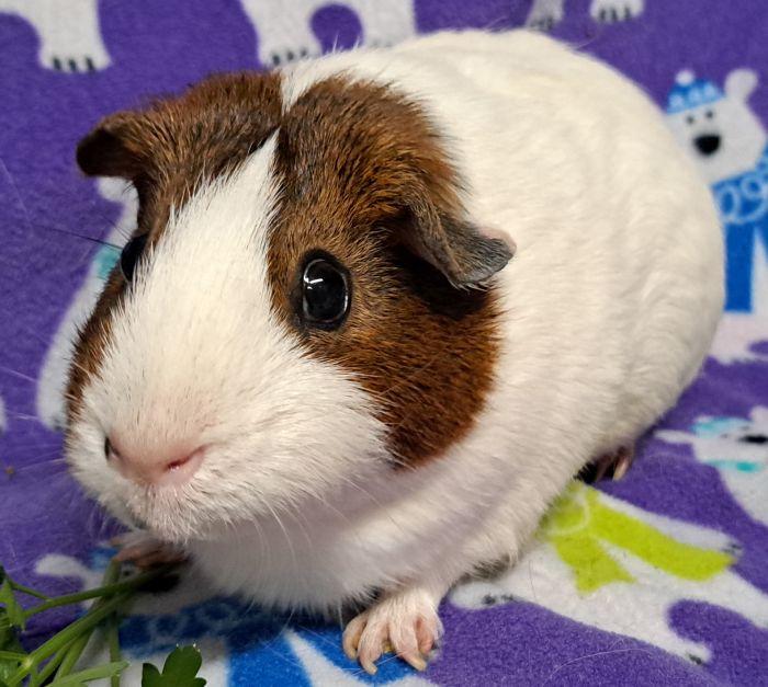 Enlarge Star, a Adoptable Short-Haired in Roselle, IL image 1/3