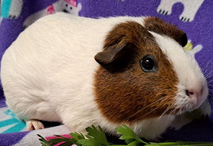 Enlarge Star, a Adoptable Short-Haired in Roselle, IL image 2/3