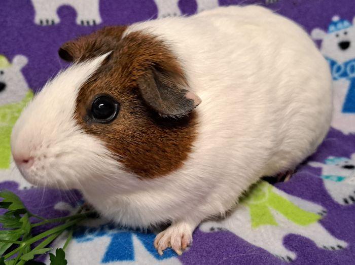 Enlarge Star, a Adoptable Short-Haired in Roselle, IL image 3/3