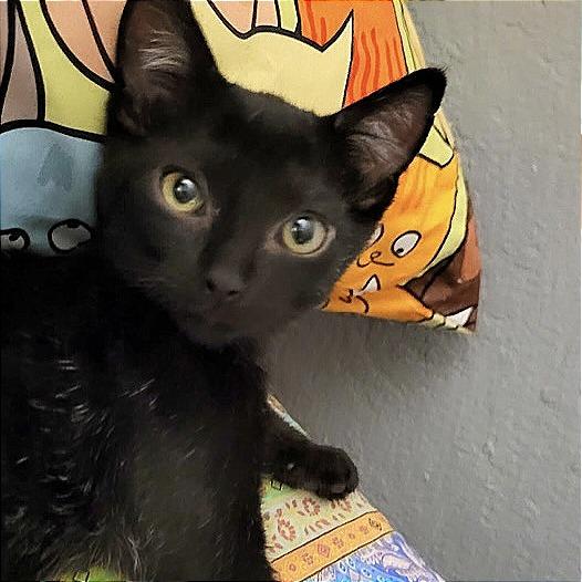 Enlarge Zeek, a Adoptable Domestic Short Hair in Pleasant Hill, CA image 1/6