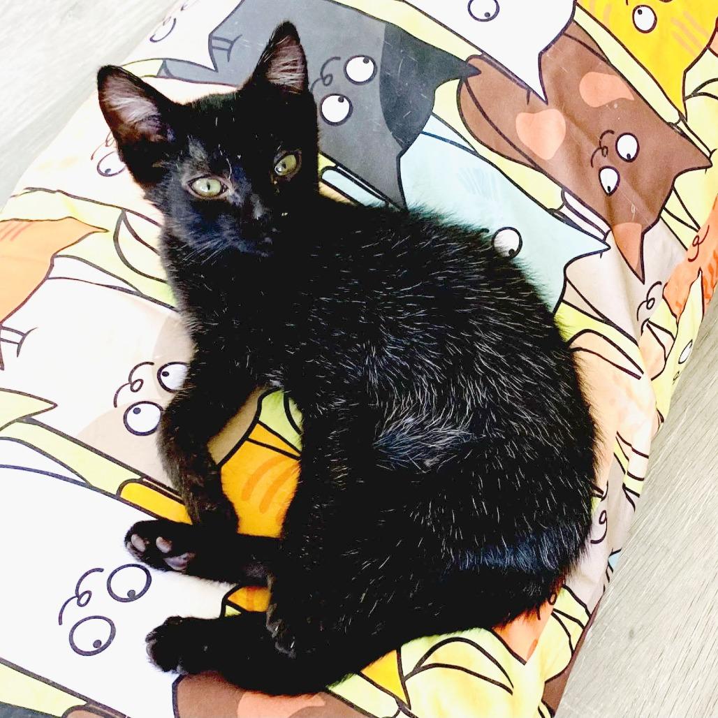 Enlarge Zeek, a Adoptable Domestic Short Hair in Pleasant Hill, CA image 2/6