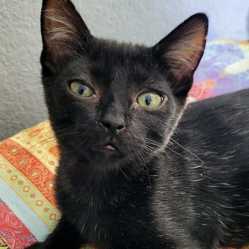 Enlarge Zeek, a Adoptable Domestic Short Hair in Pleasant Hill, CA image 3/6