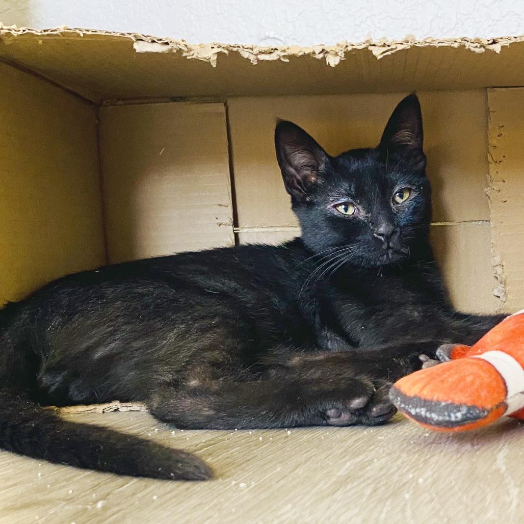 Enlarge Zeek, a Adoptable Domestic Short Hair in Pleasant Hill, CA image 4/6