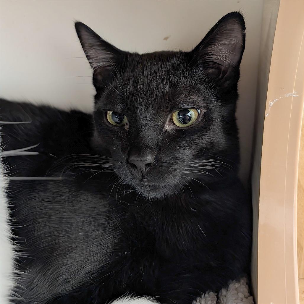 Enlarge Zeek, a Adoptable Domestic Short Hair in Pleasant Hill, CA image 5/6