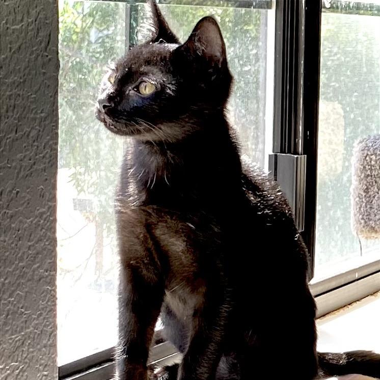 Enlarge Zeek, a Adoptable Domestic Short Hair in Pleasant Hill, CA image 6/6