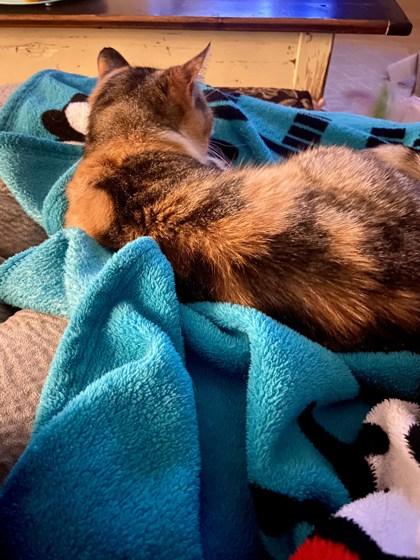 Emma, Adoptable, Adult Female Domestic Short Hair & Domestic Short Hair.