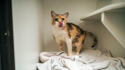 Emma — thumbnail 2